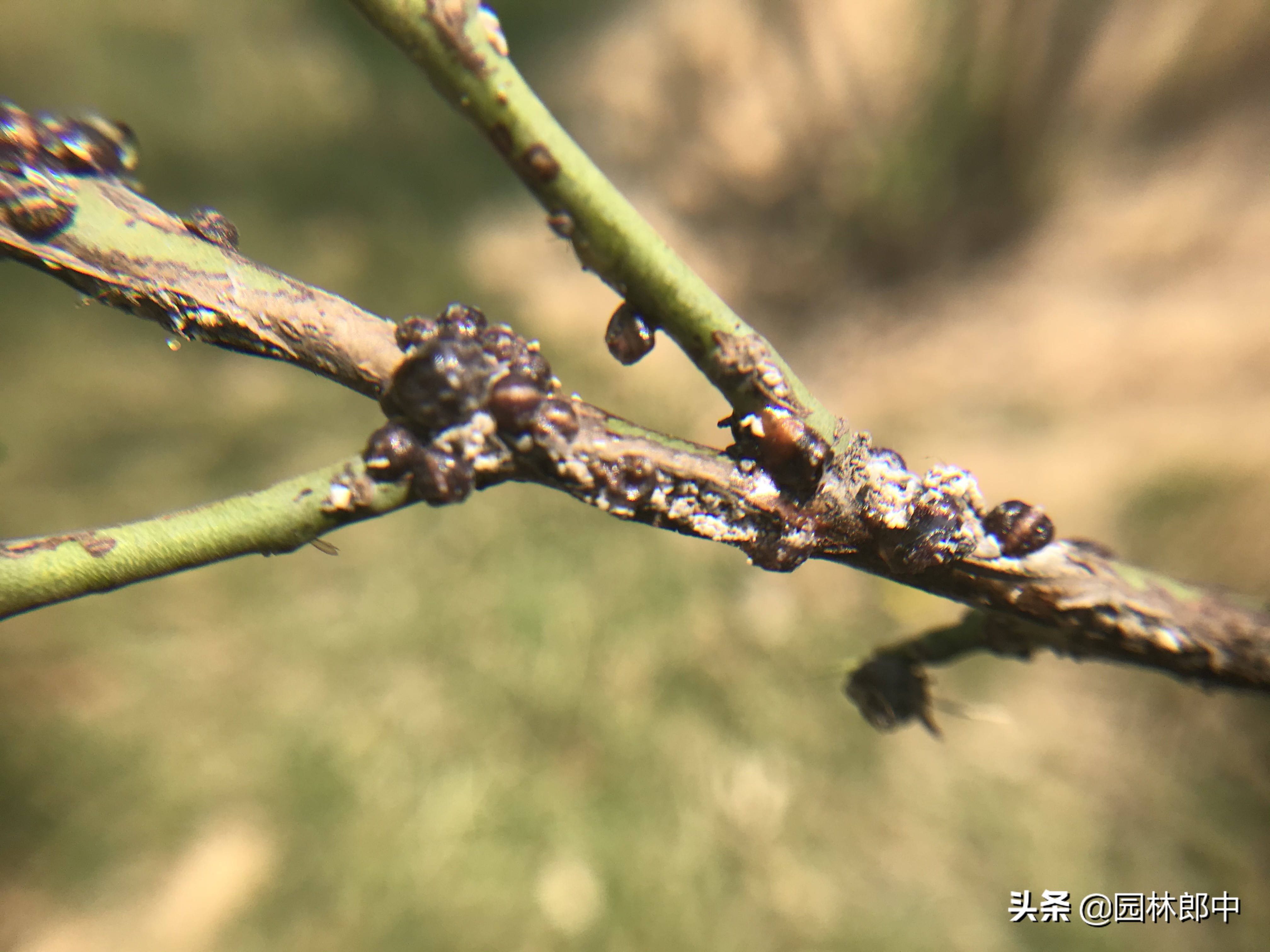 九里香枝干上有蚧壳虫图片,生了蚧壳虫需要把枝干剪掉吗