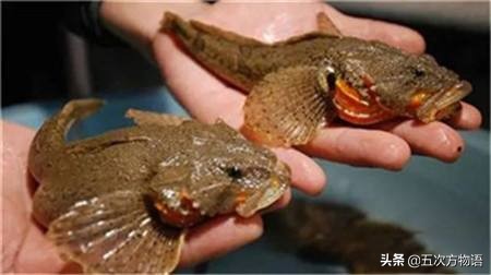 松江鲈鱼和沙塘鳢是一种鱼吗,松江鲈鱼与塘鳢区别