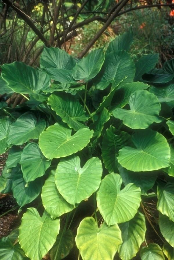 滴水观音和海芋区别,海芋和滴水观音有什么区别