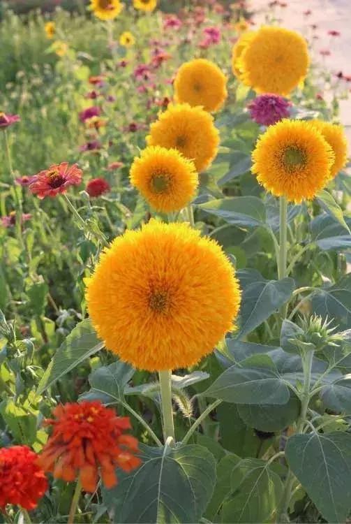 这10种花不怕晒,这3种花不能懒着养