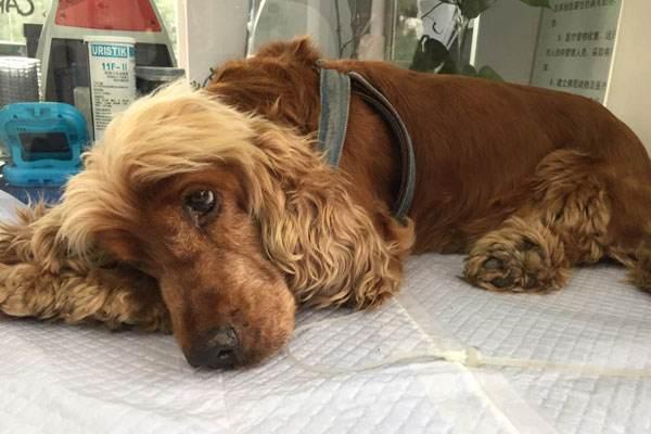 狗狗做出这五个动作是向你求救,狗狗这几个行为是在向宠主求救