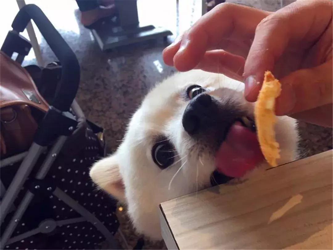 新手铲屎官训狗狗的方法大全,狗狗喂养小常识铲屎官你get了吗