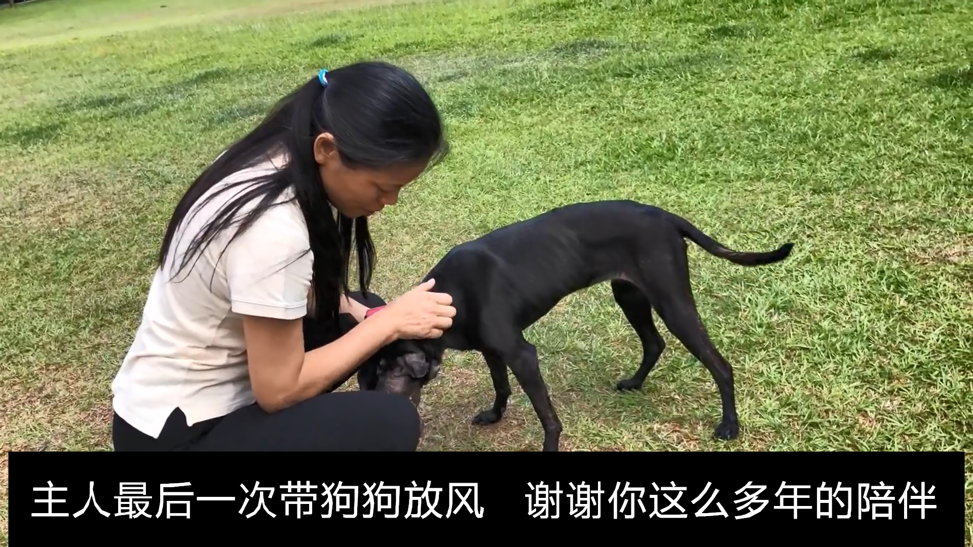 老狗得了恶性肿瘤怎么样维持生命,狗狗得了纤维瘤