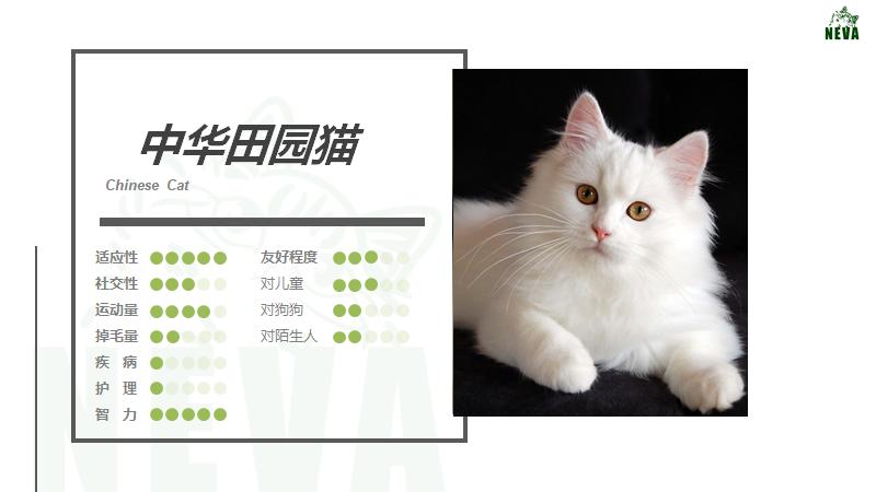 中华田园狮子猫多少钱一只,中华田园猫狮子猫蓝色眼睛