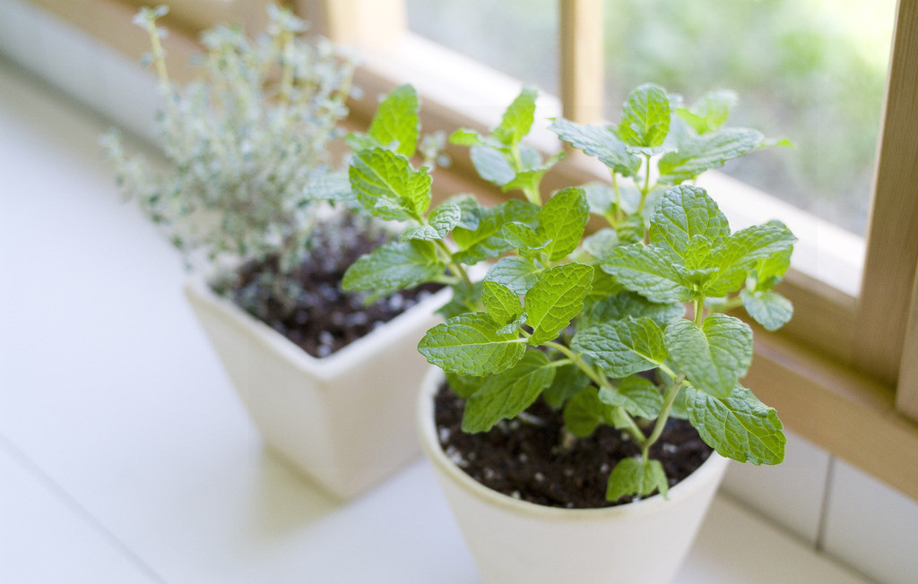 发霉的大米怎么废物利用,发霉大米做养花肥料