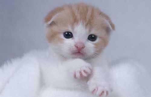 猫咪品种大全及图片与介绍,白色带渐黄短毛猫咪品种大全