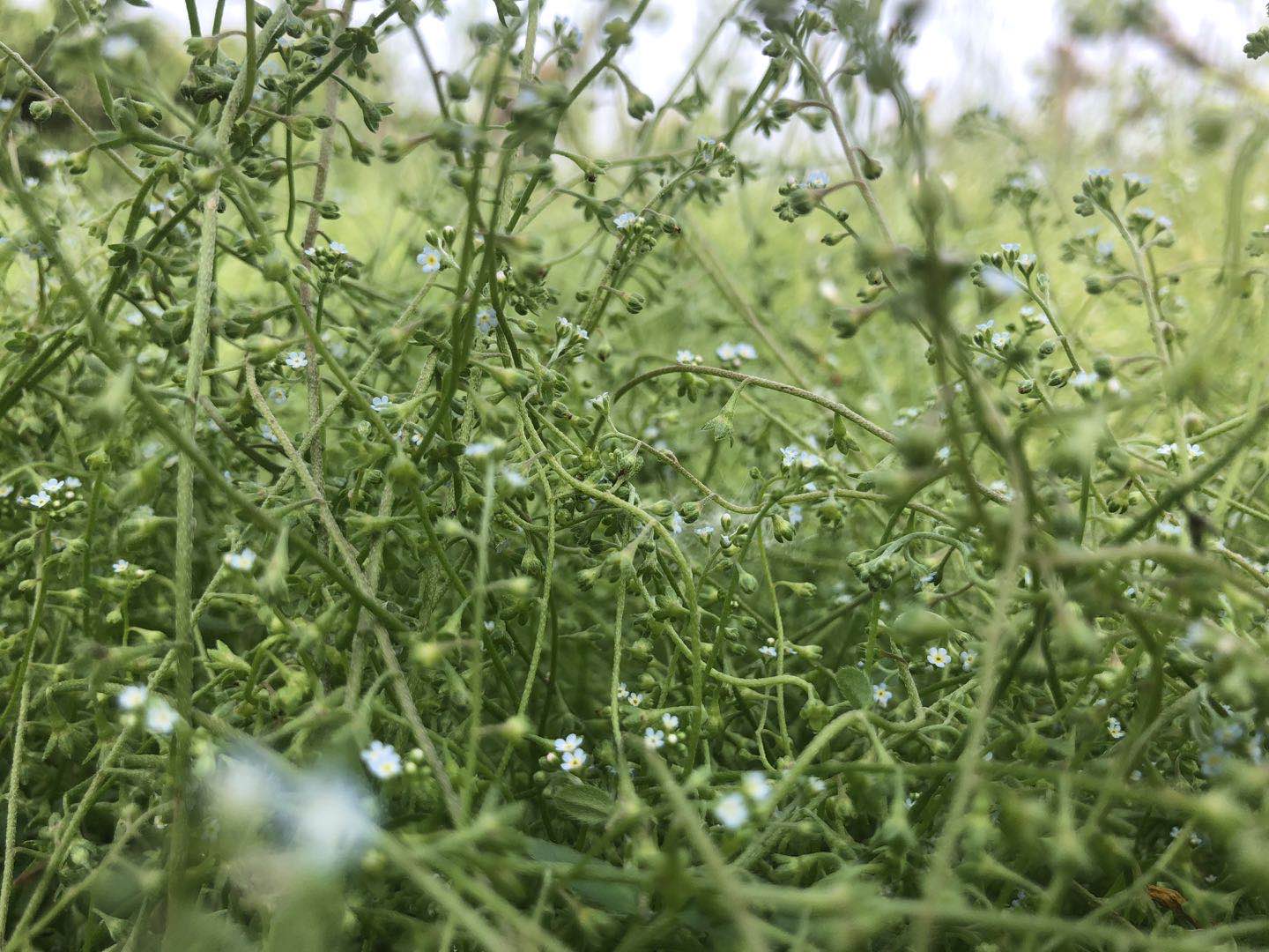 2020年了iphonexs还能再战几年,iphonexs如今还值得入手吗