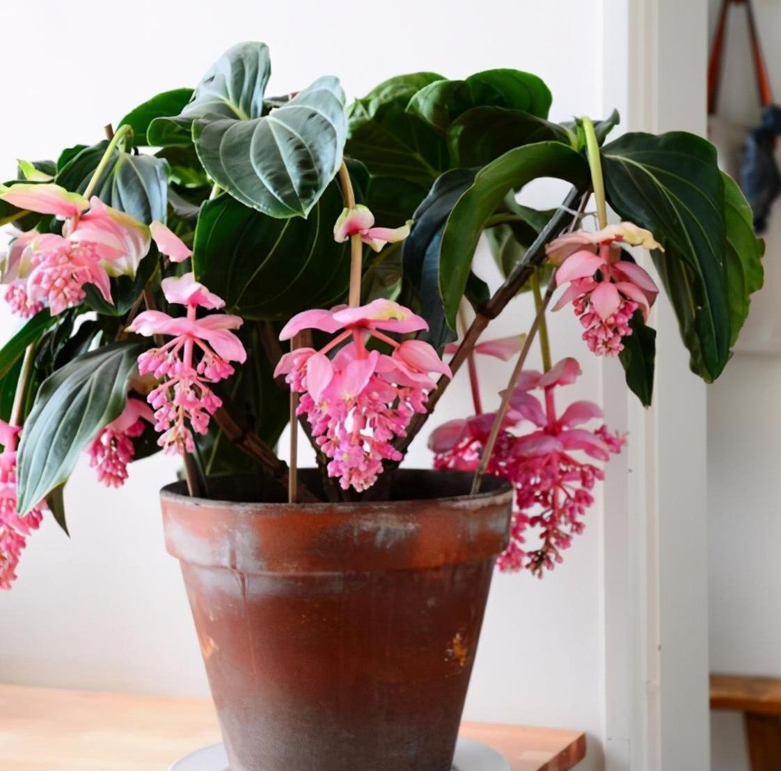 4种花养在家里好看极了,4种花适合养在客厅