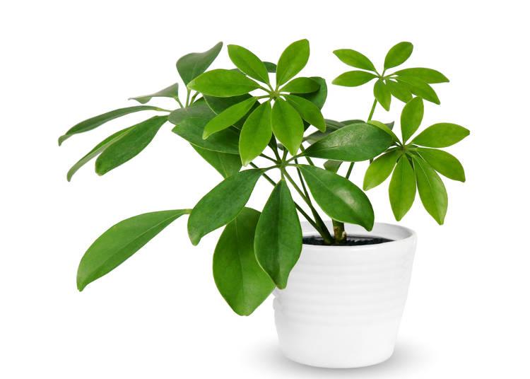 中国人去日本自由行很麻烦？了解这10个问题后就什么都不怕了