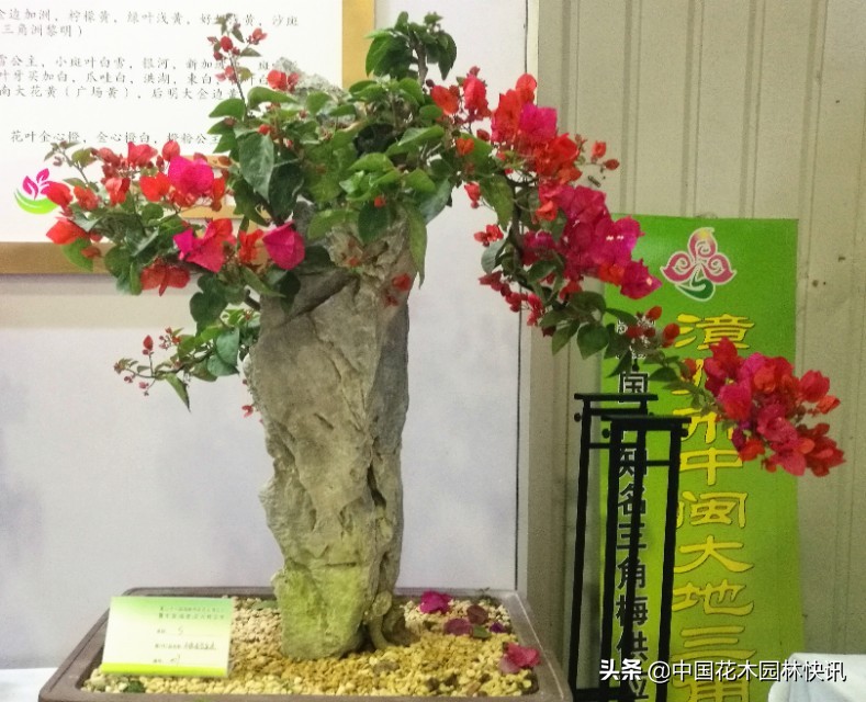 三角梅市场趋势,百年老桩三角梅盆景多少钱一棵