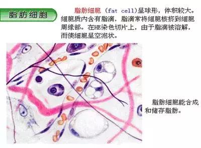 带你了解脂肪和内脏脂肪,带你全面认识脂肪