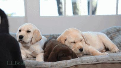 铲屎官的呕吐,狗狗呕吐铲屎官该怎么办