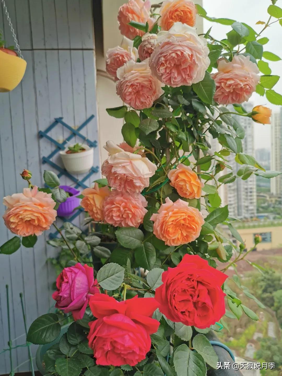 月季春季第一波花要不要剪,月季春季第一波花开后嫁接