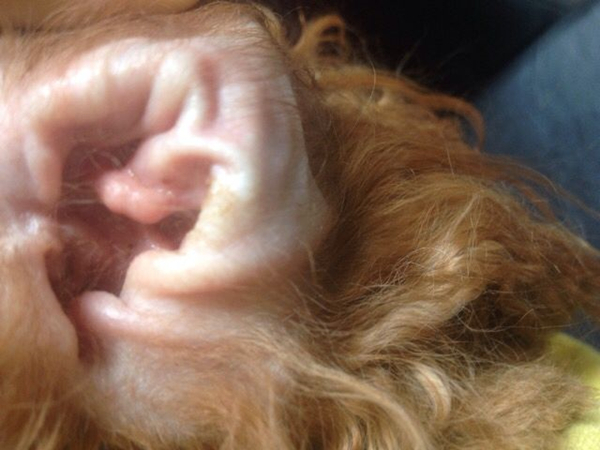 狗狗的耳毛是拔掉好还是剪掉好,狗狗拔了耳毛后用什么护理