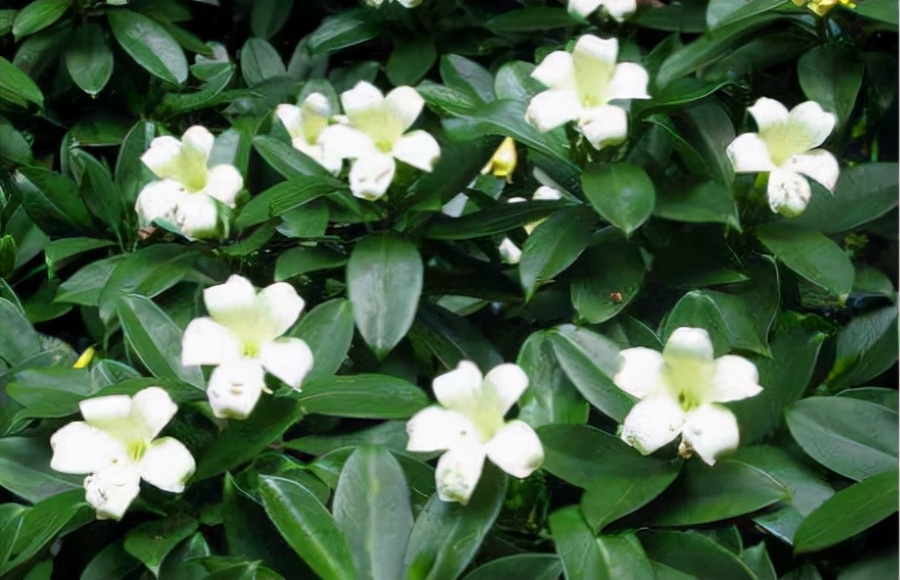 如何选择家中花卉植物盆栽,家庭常见的盆栽花卉的养护与管理