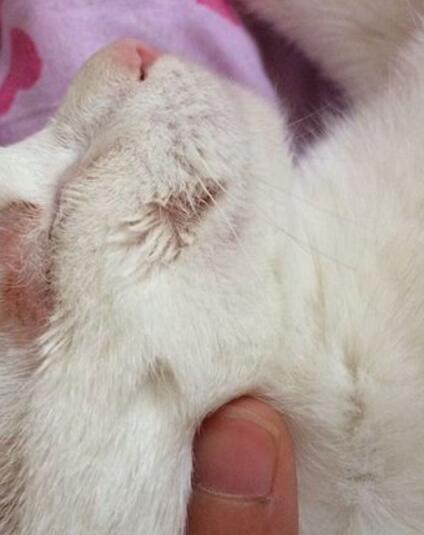 如何才能有效的治好猫癣,人得猫癣怎么治疗才可以根除