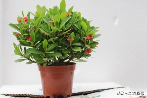 30cm水陆缸适合养什么,水陆缸植物前景中景后景搭配介绍