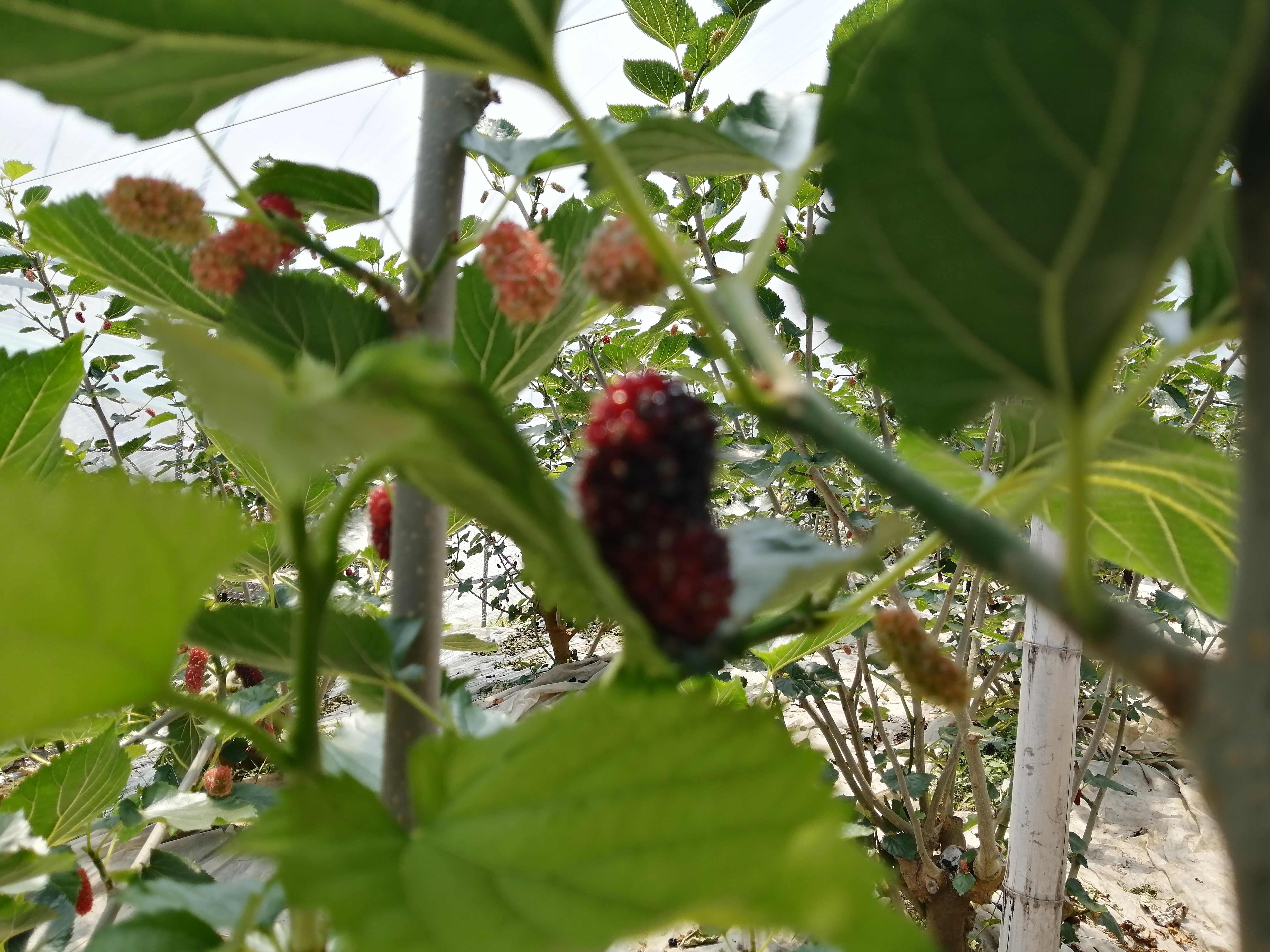 药食同源第三代水果,药食同源水果目录