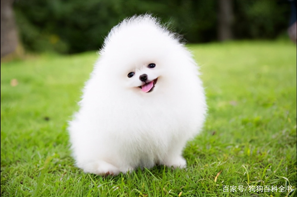 小体博美去除泪痕,有什么办法能去掉博美的泪痕