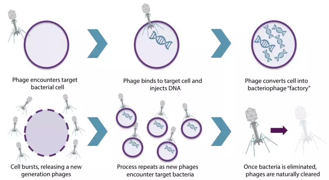 丈夫感染,丈夫感染幽门螺杆菌