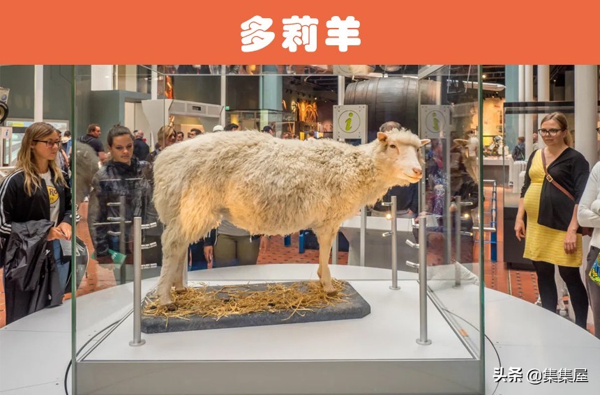 世界上有没有转基因生物,最早的转基因生物