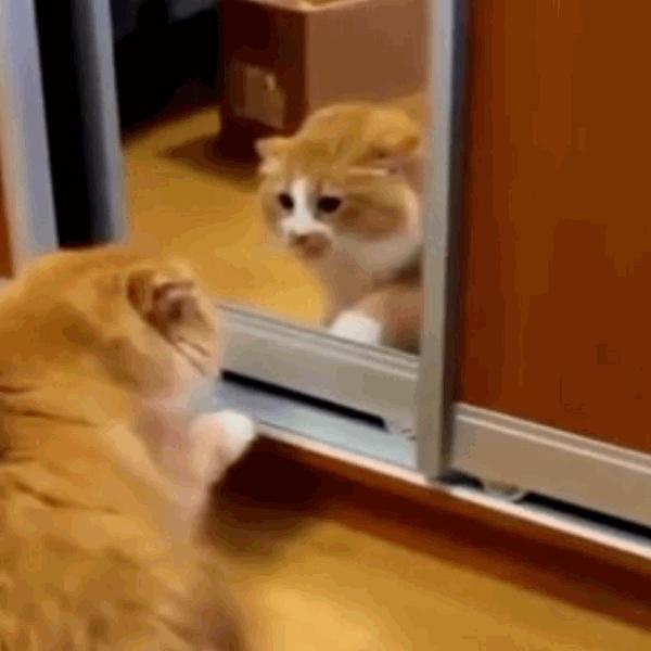 猫咪饲养管理现状,猫和老鼠猫咪现状