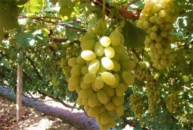 牛奶葡萄种植方法,马奶葡萄种植几年结果