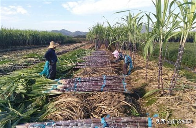 甘蔗种植技术及管理方法,2.5米行距甘蔗种植产量如何