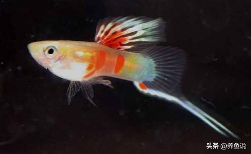 孔雀鱼如何繁殖饲养小鱼,孔雀鱼怎么入缸新手养