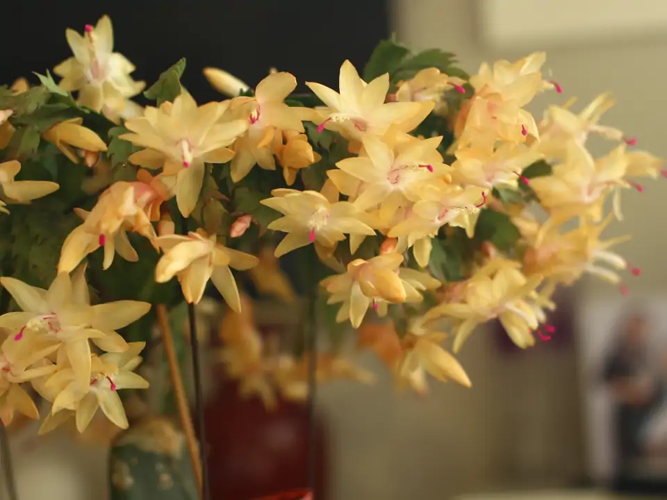 一年四季不死的十种花水养,浇水过多死的植物