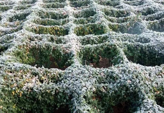 百香果农业技术推广,农业种植百香果苗