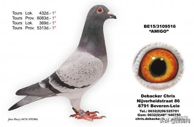 比利时最强的球星,比利时超级种鸽