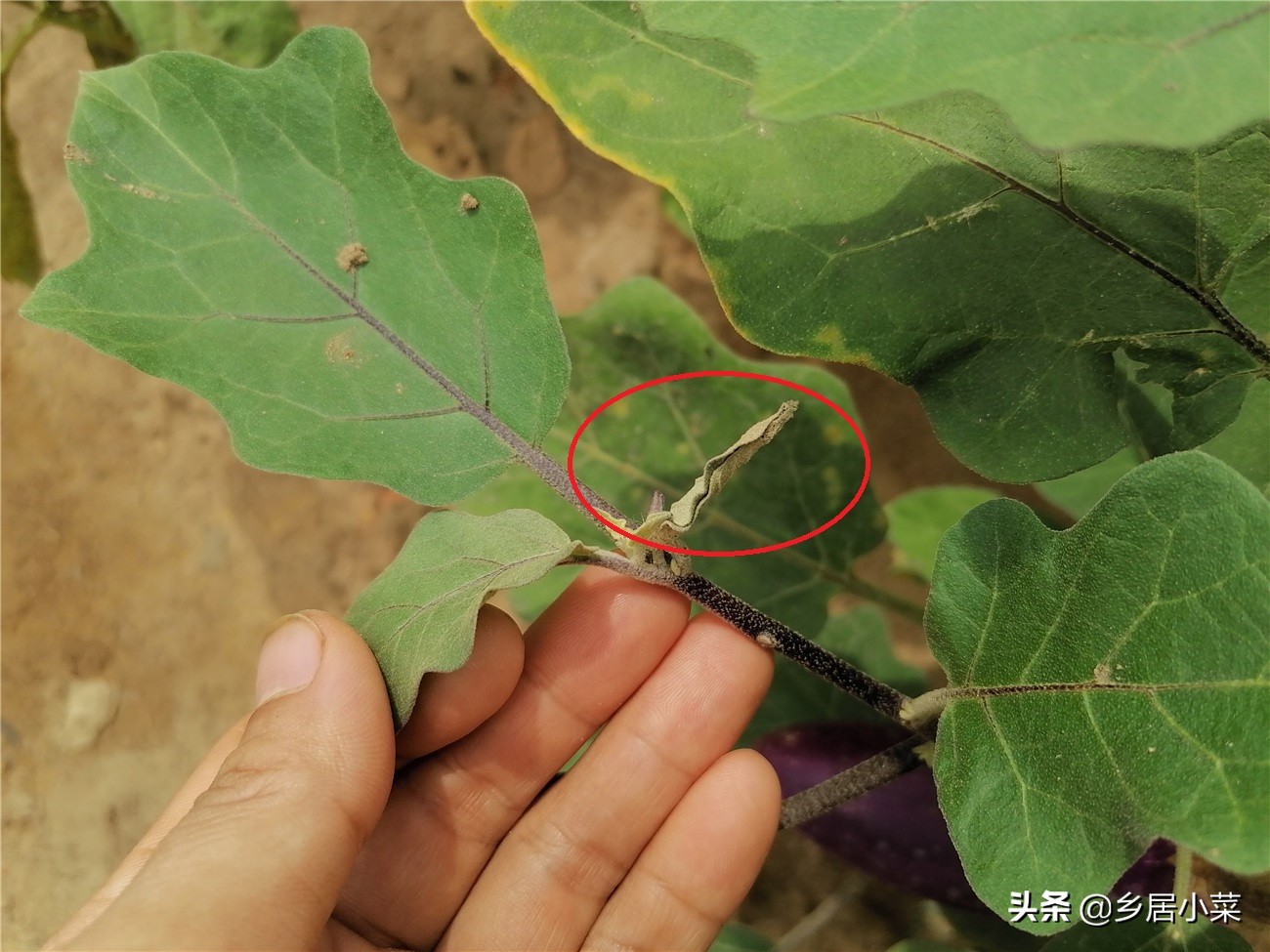 茄子叶片有小虫,茄子卷叶的原因有什么解决方法