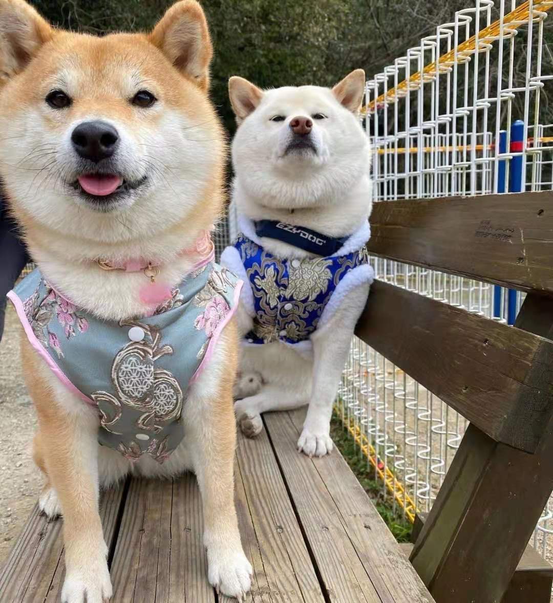 买柴犬注意哪些事项,买柴犬一般要问什么