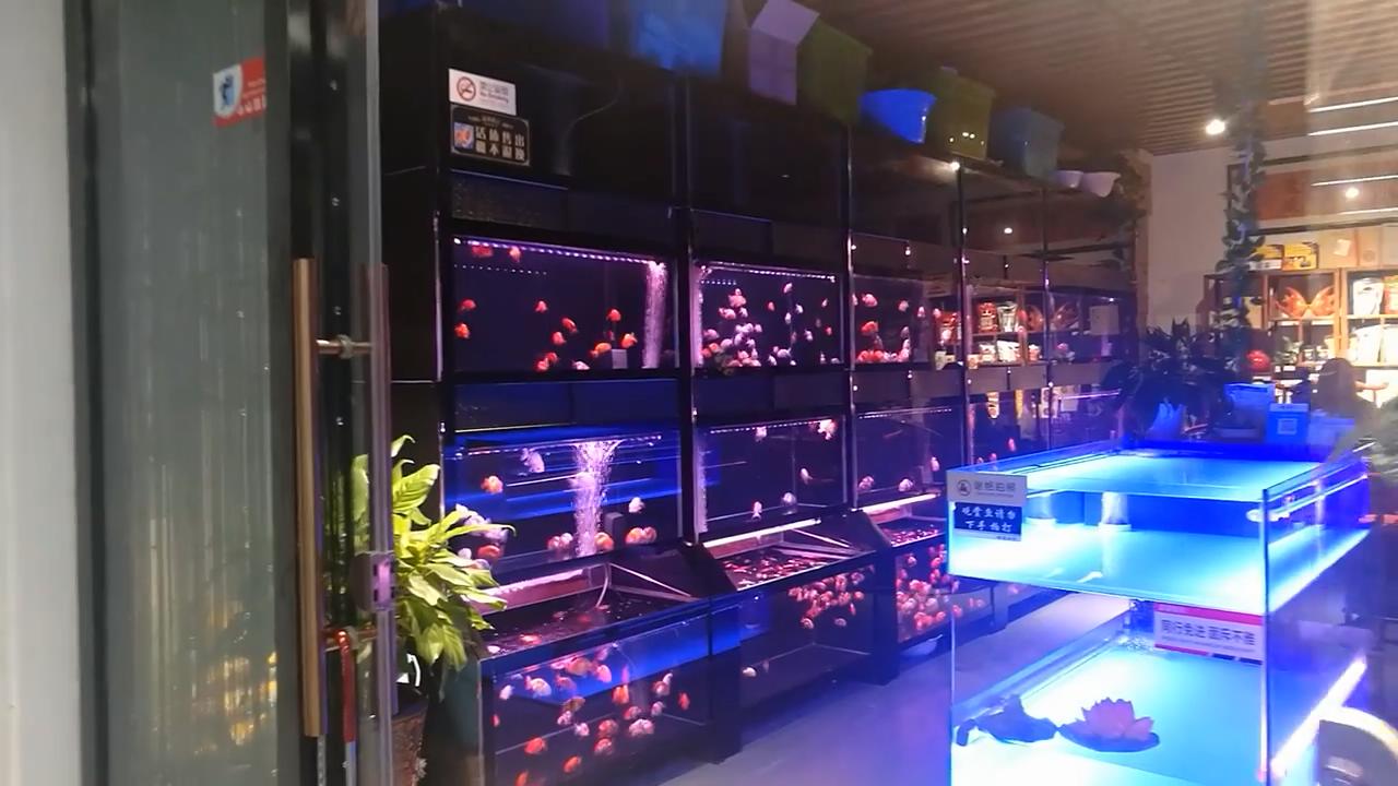 水族店经营技巧,如何让水族店生意越来越好