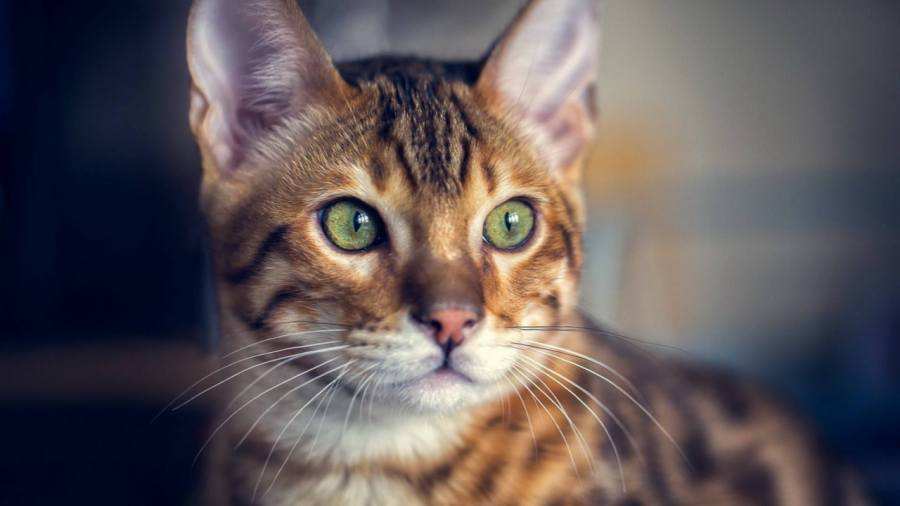 关于猫咪的胡须，你了解多少呢？