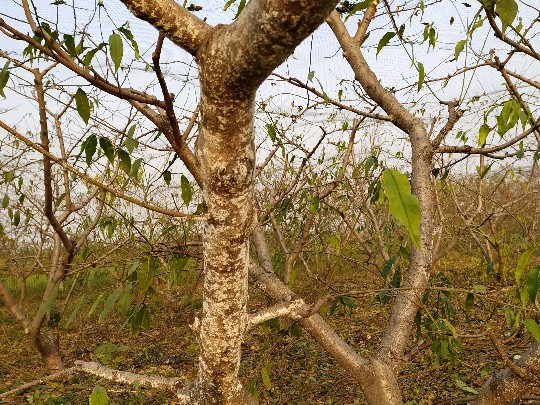 桃树上有白蚧打啥药好使,桃树上的蚧壳虫是什么样