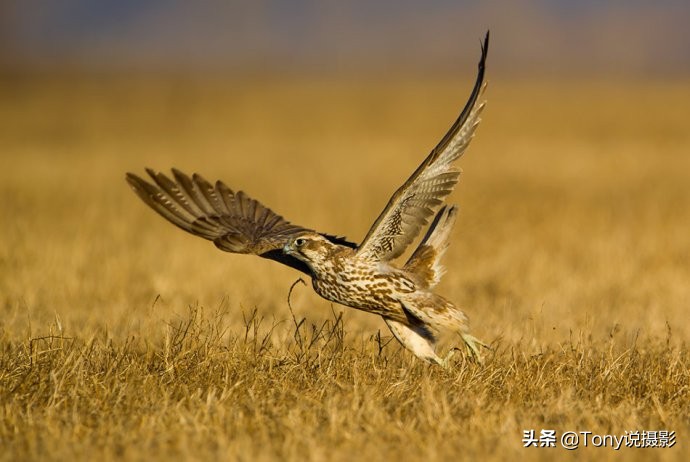 鸟类的拍摄技巧,鸟类摄影要掌握这些技巧知识