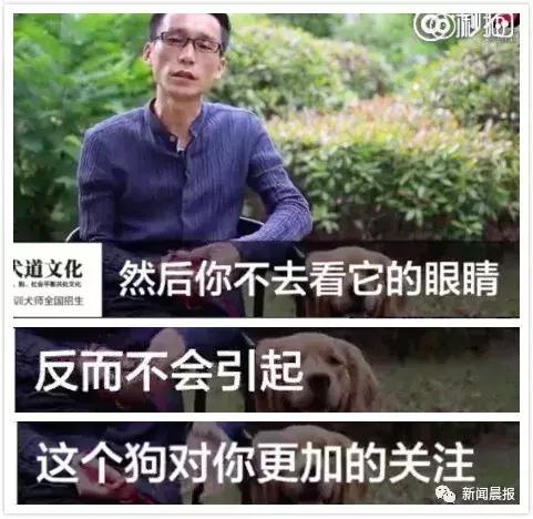 遛狗不牵绳算野狗吗,遛狗不牵狗绳咬伤别人怎么办