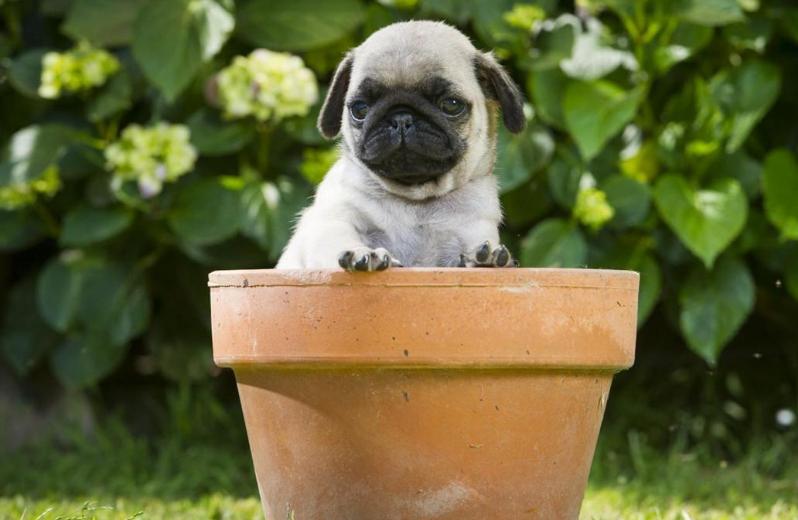 养狗首选的3种狗既便宜又好养,新手养狗选择哪种狗便宜又好