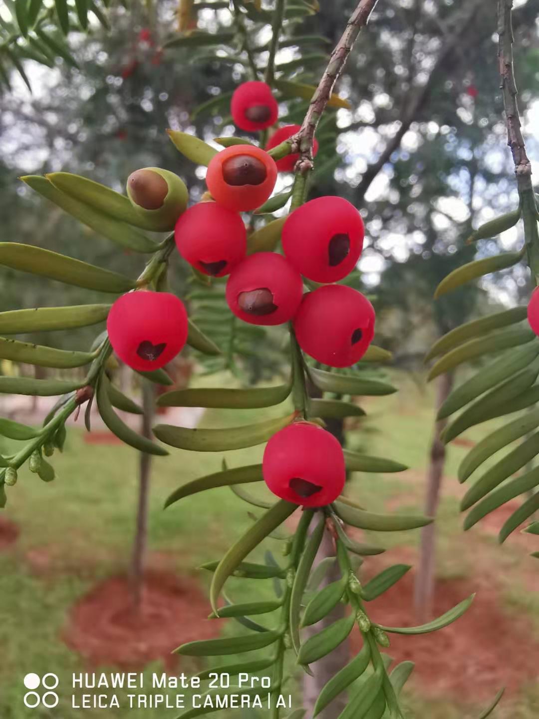 手机使用心得体验,手机使用半年测评