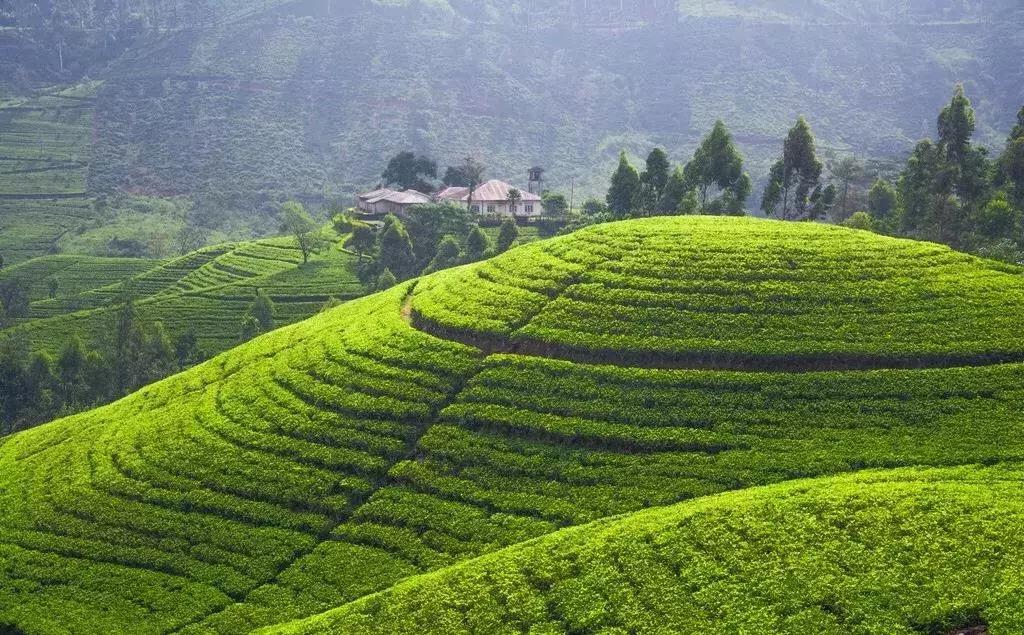 曝光！人广惊现1杯“少女*身失**茶”，快被小姐姐排疯了！