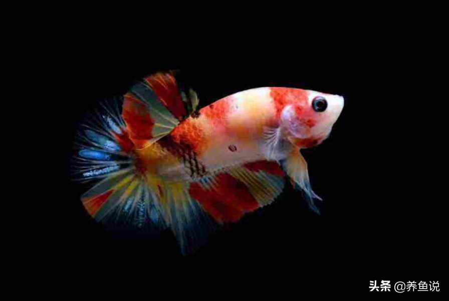 喂观赏鱼活食好还是饲料好？“养鱼说”给这争议画上一个句号