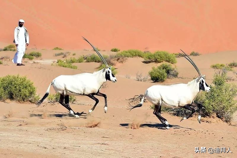 阿联酋国庆节,庆祝第73个国庆节