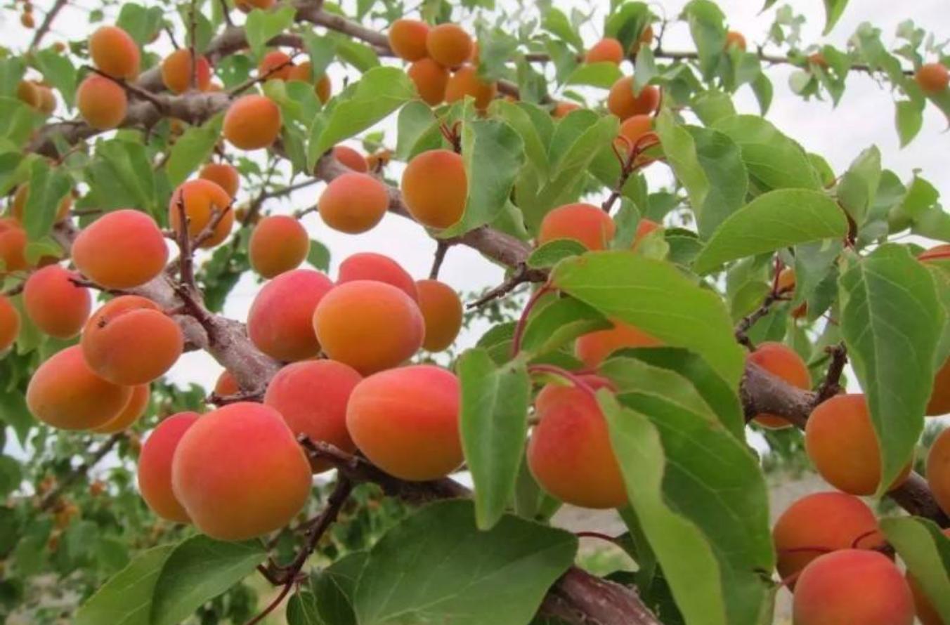 新疆哈密市伊吾县气候条件咋样,新疆哈密市伊吾县属于南疆么