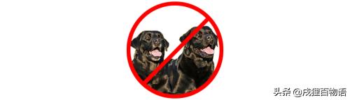 狗狗受孕前要注意什么,狗狗生育小知识