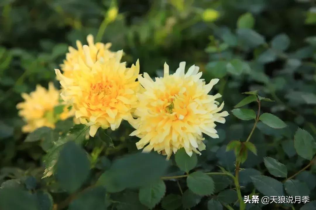 稀奇古怪的月季花,月季几款妖花