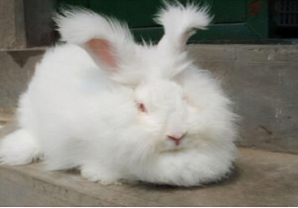 如何饲养肉兔子兔子更容易存活,兔兔饲养教程