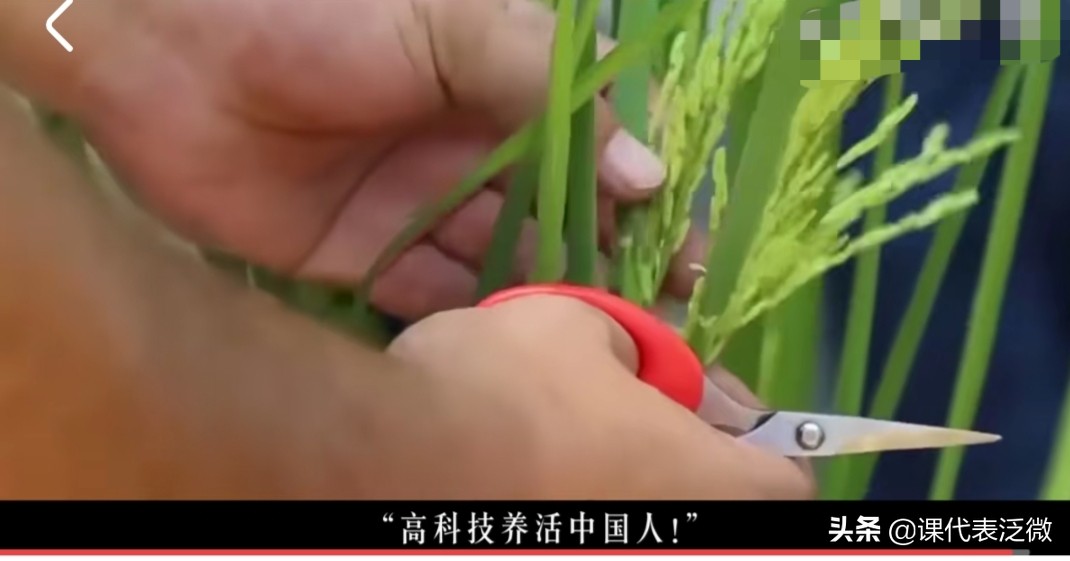 你不知道的袁隆平：浪里白条、预备飞行员、油炸鬼、臭水沟捞宝贝