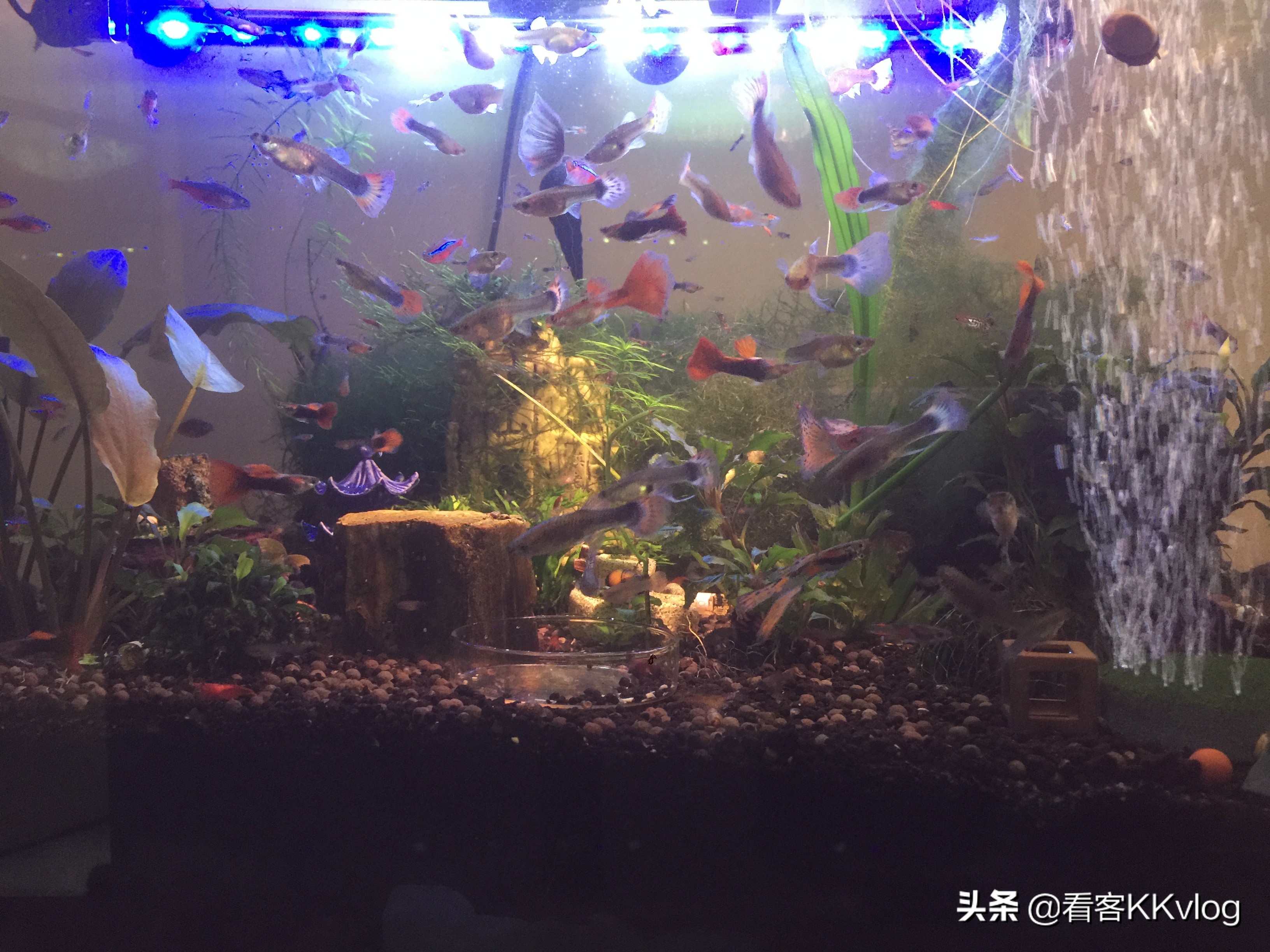 缸壁除藻能力最强的螺排名,哪种螺除藻效果好不乱繁殖